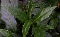 Dwarf Green Aucuba - Japanese Laurel - 1 Gallon Pot -Garden Plants shop aucuba dwarf green foliage