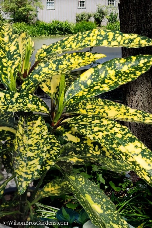 Hosoba Hoshifu Variegated Aucuba (Japanese Laurel) - 1 Gallon Pot Hosoba Hoshifu Variegated Aucuba (Japanese Laurel) - 1 Gallon Pot -Garden Plants shop aucuba hosoba hoshifu10