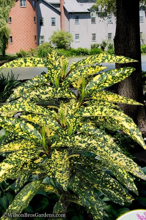 Hosoba Hoshifu Variegated Aucuba (Japanese Laurel) - 1 Gallon Pot Hosoba Hoshifu Variegated Aucuba (Japanese Laurel) - 1 Gallon Pot -Garden Plants shop aucuba hosoba hoshifu11