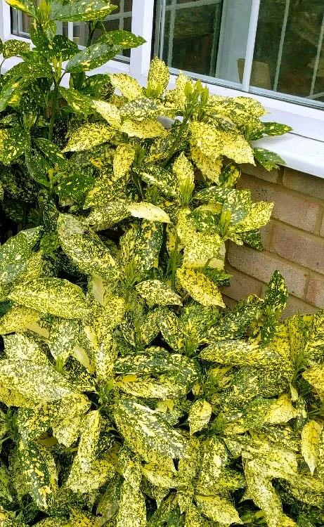 Golden King Aucuba (Male) - 3 Gallon Pot Golden King Aucuba (Male) - 3 Gallon Pot -Garden Plants shop aucuba japonica golden king japanese laurel 1