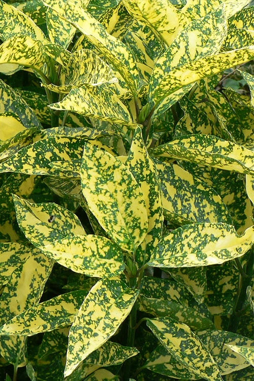 Marmorata Aucuba (Japanese Laurel) - 1 Gallon Pot Marmorata Aucuba (Japanese Laurel) - 1 Gallon Pot -Garden Plants shop aucuba japonica marmorata japanese laurel 1