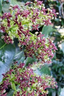 Rozannie Dwarf Aucuba (Japanese Laurel) - 3 Gallon Pot -Garden Plants shop aucuba japonica rozannie japanese laurel 9