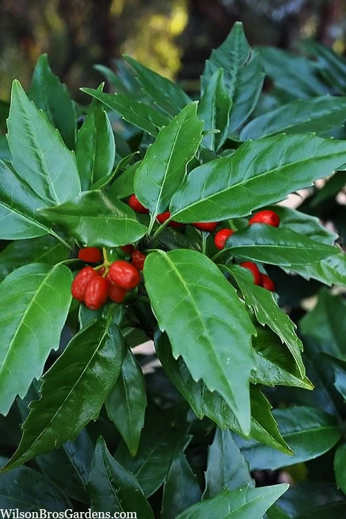 Sawtoothed Aucuba Serratifolia - 1 Gallon Pot Sawtoothed Aucuba Serratifolia - 1 Gallon Pot -Garden Plants shop aucuba japonica serratifolia sawtoothed japanese laurel 20
