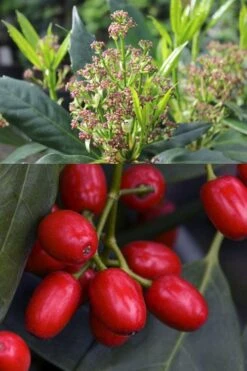 Sawtoothed Aucuba Serratifolia - 1 Gallon Pot 7 Sawtoothed Aucuba Serratifolia - 1 Gallon Pot -Garden Plants shop aucuba japonica serratifolia sawtoothed japanese laurel 21