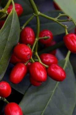 Sawtoothed Aucuba Serratifolia - 1 Gallon Pot 4 Sawtoothed Aucuba Serratifolia - 1 Gallon Pot -Garden Plants shop aucuba japonica serratifolia sawtoothed japanese laurel 23