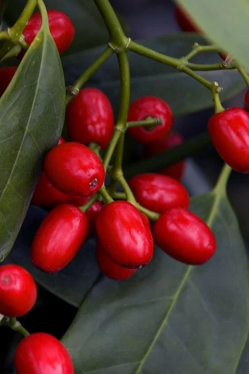 Sawtoothed Aucuba Serratifolia - 1 Gallon Pot Sawtoothed Aucuba Serratifolia - 1 Gallon Pot -Garden Plants shop aucuba japonica serratifolia sawtoothed japanese laurel 23