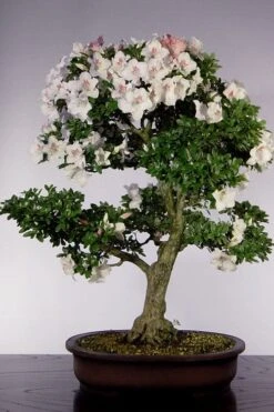 Joga Satsuki Azalea - 1 Gallon Pot 4 Joga Satsuki Azalea - 1 Gallon Pot -Garden Plants shop azalea