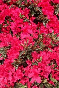 Arctic Rose Azalea - 3 Gallon Pot 5 Arctic Rose Azalea - 3 Gallon Pot -Garden Plants shop azalea arctic rose 3