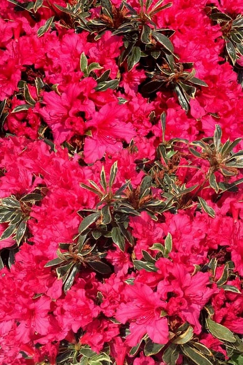 Arctic Rose Azalea - 3 Gallon Pot Arctic Rose Azalea - 3 Gallon Pot -Garden Plants shop azalea arctic rose 3