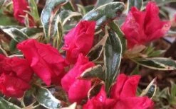 Arctic Rose Azalea - 3 Gallon Pot 4 Arctic Rose Azalea - 3 Gallon Pot -Garden Plants shop azalea arctic rose 4