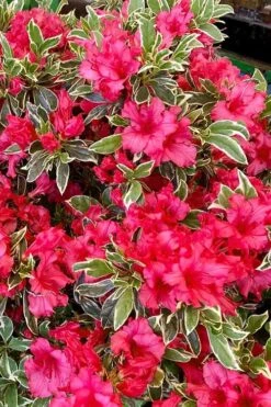 Arctic Rose Azalea - 3 Gallon Pot 3 Arctic Rose Azalea - 3 Gallon Pot -Garden Plants shop azalea arctic rose 5