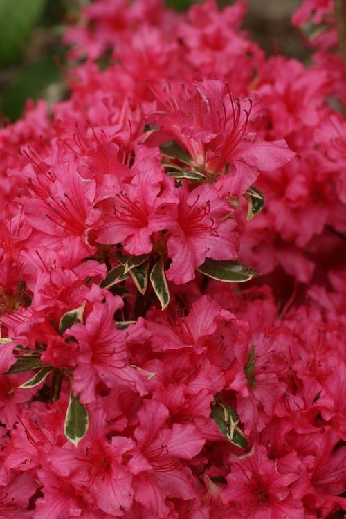 Arctic Rose Azalea - 3 Gallon Pot Arctic Rose Azalea - 3 Gallon Pot -Garden Plants shop azalea arctic rose 6