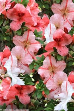Astronaut Azalea - 1 Gallon Pot -Garden Plants shop azalea astronaut 1