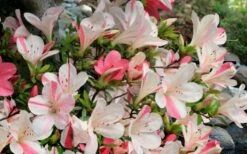 Astronaut Azalea - 1 Gallon Pot -Garden Plants shop azalea astronaut 3
