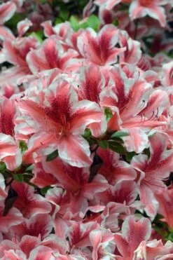 Ben Morrison Azalea - 2 Gallon Pot -Garden Plants shop azalea ben morrison 1