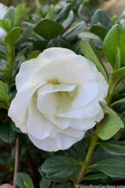 Snowball Bloom 'N Again Azalea - 2 Gallon Pot -Garden Plants shop azalea bloom n again snowball 14