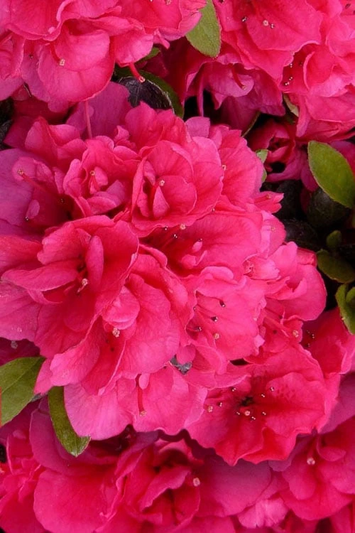 Canzonetta Azalea - 1 Gallon Pot Canzonetta Azalea - 1 Gallon Pot -Garden Plants shop azalea canzonetta 2