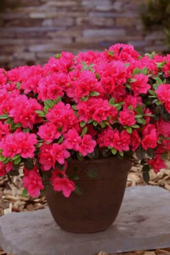 Canzonetta Azalea - 1 Gallon Pot 3 Canzonetta Azalea - 1 Gallon Pot -Garden Plants shop azalea canzonetta 3