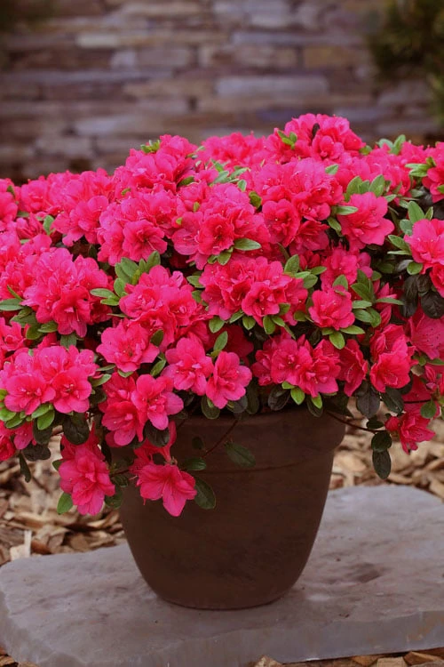 Canzonetta Azalea - 1 Gallon Pot Canzonetta Azalea - 1 Gallon Pot -Garden Plants shop azalea canzonetta 3