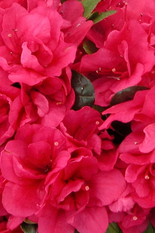 Canzonetta Azalea - 1 Gallon Pot Canzonetta Azalea - 1 Gallon Pot -Garden Plants shop azalea canzonetta 500x750 1