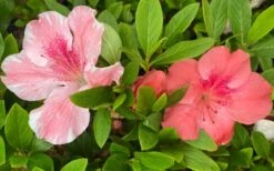 Lady Cavendish Azalea - 6 Pack Of 1 Gallon Pots -Garden Plants shop azalea cavendish 2