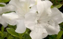 Autumn Ivory Encore Azalea - 1 Gallon Pot -Garden Plants shop azalea encore autumn ivory 20