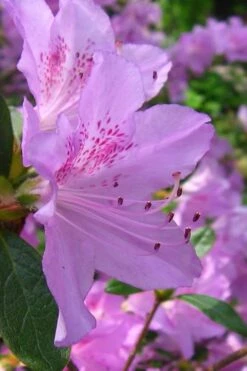 Gulf Pride Fragrant Southern Indica Azalea - 3 Gallon Pot -Garden Plants shop azalea gulf pride 2