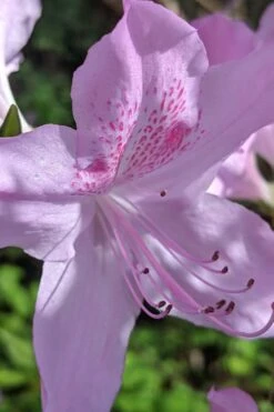 Gulf Pride Fragrant Southern Indica Azalea - 3 Gallon Pot -Garden Plants shop azalea gulf pride 5