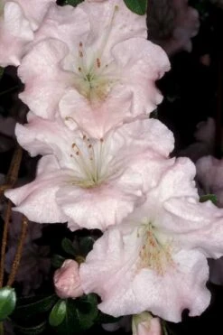 Gwenda Azalea (Robin Hill Hybrid) - 1 Gallon Pot -Garden Plants shop azalea gwenda 6