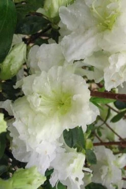 Helen Curtis Azalea - 3 Gallon Pot -Garden Plants shop azalea helen curtis 7