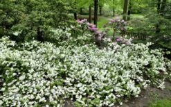 Helen Curtis Azalea - 3 Gallon Pot -Garden Plants shop azalea helen curtis 9