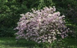 Lilacina Southern Indica Azalea - 3 Gallon Pot 3 Lilacina Southern Indica Azalea - 3 Gallon Pot -Garden Plants shop azalea indica lilacina 6