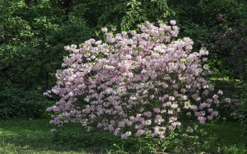 Lilacina Southern Indica Azalea - 3 Gallon Pot Lilacina Southern Indica Azalea - 3 Gallon Pot -Garden Plants shop azalea indica lilacina 6