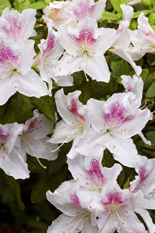 Joga Satsuki Azalea - 1 Gallon Pot Joga Satsuki Azalea - 1 Gallon Pot -Garden Plants shop azalea joga 1