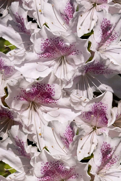 Joga Satsuki Azalea - 1 Gallon Pot Joga Satsuki Azalea - 1 Gallon Pot -Garden Plants shop azalea joga 6