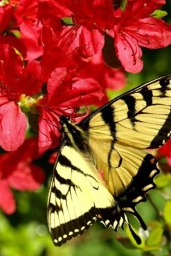 Midnight Flare Azalea - 2 Gallon Pot -Garden Plants shop azalea midnight flare 20