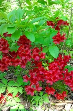 Midnight Flare Azalea - 2 Gallon Pot -Garden Plants shop azalea midnight flare 22