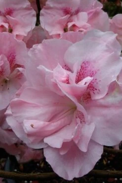 Nancy Of Robin Hill Azalea - 2 Gallon Pot -Garden Plants shop azalea nancy at robin hill 1