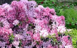 Northlake Beauty Azalea - 1 Gallon Pot -Garden Plants shop azalea northlake beauty 13
