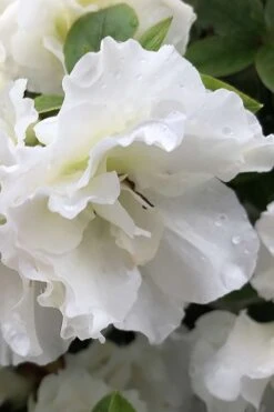 Perfecto Mundo Double White Reblooming Azalea - 3 Gallon Pot 6 Perfecto Mundo Double White Reblooming Azalea - 3 Gallon Pot -Garden Plants shop azalea perfecto mondo double white 1