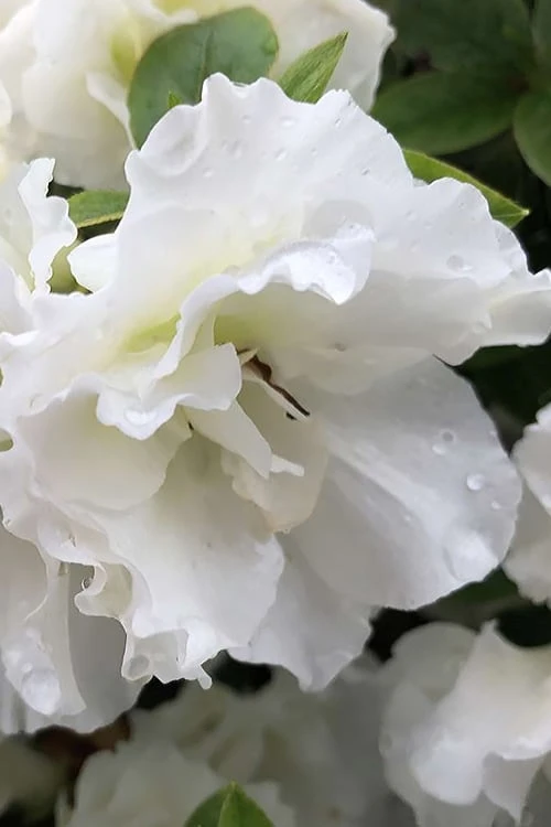 Perfecto Mundo Double White Reblooming Azalea - 3 Gallon Pot Perfecto Mundo Double White Reblooming Azalea - 3 Gallon Pot -Garden Plants shop azalea perfecto mondo double white 1