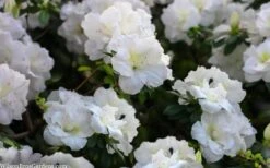 Perfecto Mundo Double White Reblooming Azalea - 3 Gallon Pot 5 Perfecto Mundo Double White Reblooming Azalea - 3 Gallon Pot -Garden Plants shop azalea perfecto mondo double white 2