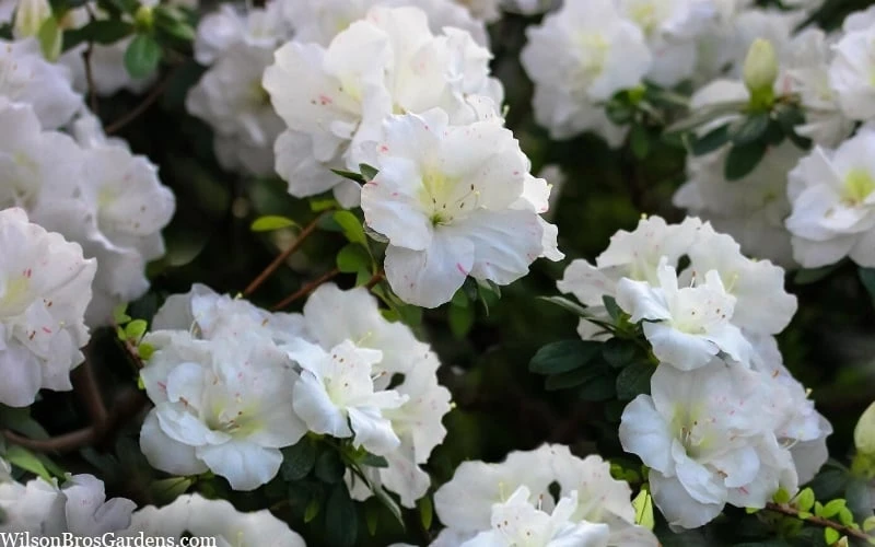 Perfecto Mundo Double White Reblooming Azalea - 3 Gallon Pot Perfecto Mundo Double White Reblooming Azalea - 3 Gallon Pot -Garden Plants shop azalea perfecto mondo double white 2