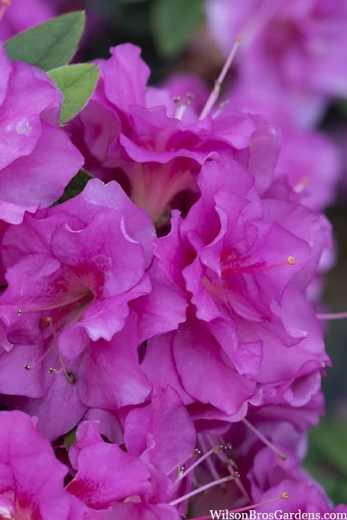 Perfecto Mundo Double Purple Reblooming Azalea - 3 Pack of Quart Pots Perfecto Mundo Double Purple Reblooming Azalea - 3 Pack Of Quart Pots -Garden Plants shop azalea perfecto mondo double20purple 2