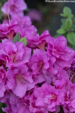 Perfecto Mundo Double Purple Reblooming Azalea - 3 Pack Of Quart Pots 5 Perfecto Mundo Double Purple Reblooming Azalea - 3 Pack Of Quart Pots -Garden Plants shop azalea perfecto mondo double20purple 3