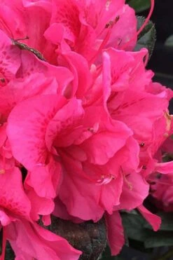 Perfecto Mundo Double Dark Pink Reblooming Azalea - 2 Gallon Pot 3 Perfecto Mundo Double Dark Pink Reblooming Azalea - 2 Gallon Pot -Garden Plants shop azalea perfecto mundo double dark pink 1