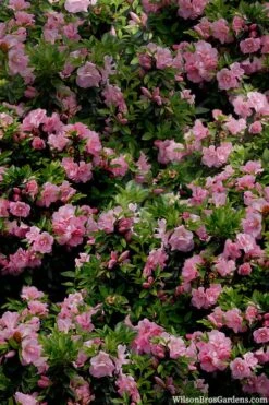 Perfecto Mundo Double Pink Reblooming Azalea - 3 Gallon Pot -Garden Plants shop azalea perfecto mundo double pink 1