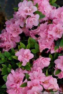Perfecto Mundo Double Pink Reblooming Azalea - 3 Gallon Pot -Garden Plants shop azalea perfecto mundo double pink 2