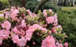 Perfecto Mundo Double Pink Reblooming Azalea - 3 Gallon Pot -Garden Plants shop azalea perfecto mundo double pink 5