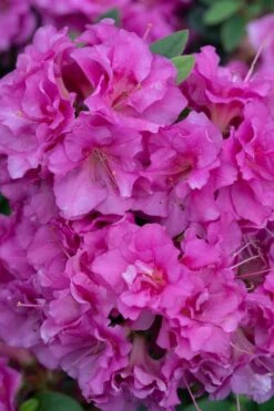 Perfecto Mundo Double Purple Reblooming Azalea - 1 Gallon Pot -Garden Plants shop azalea perfecto mundo double purple 500x750 3